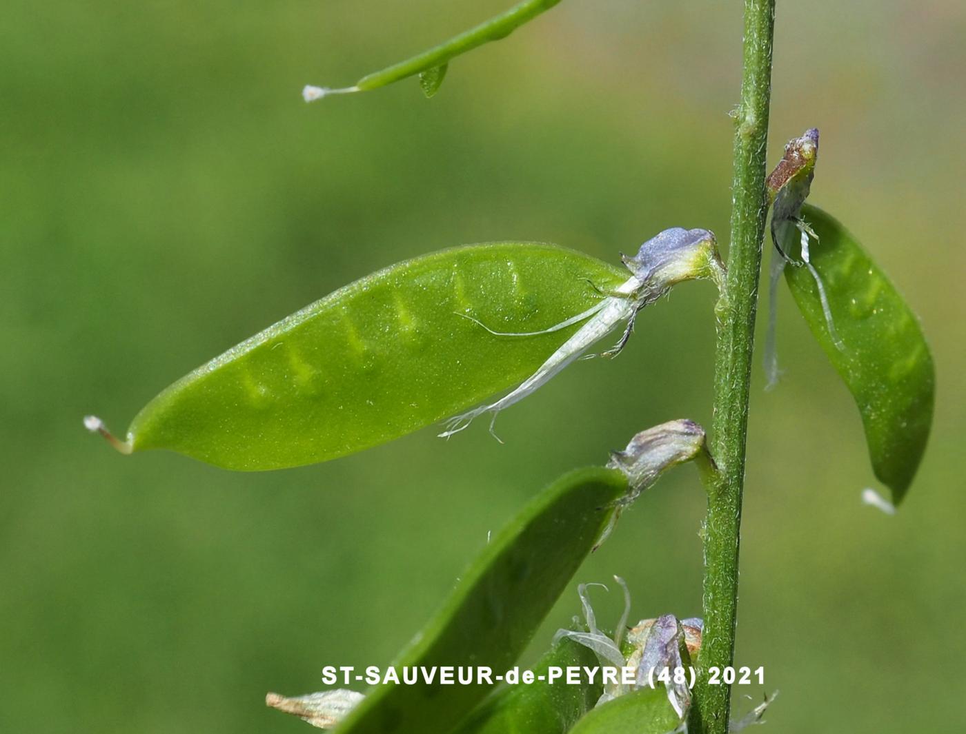 Vetch, Fodder fruit